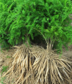 Shatavariplant_1024x1024.png